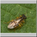 Pamphilius sp - Blattwespe 02a 9mm.jpg